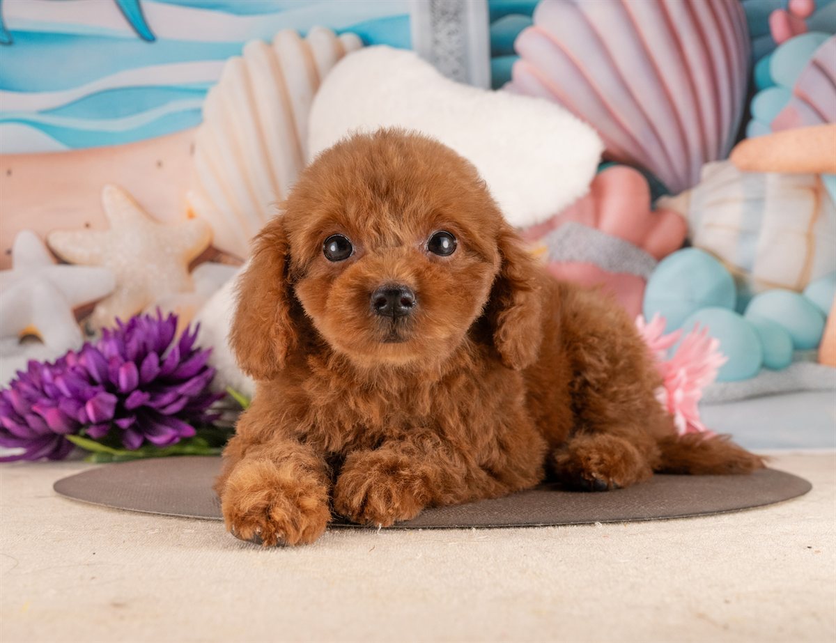 トイ・プードル | 女の子 | レッド | 2026年1月17日（ID:dog-4000771）