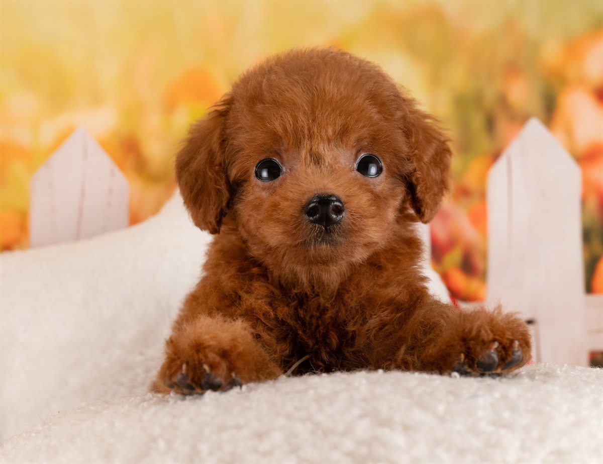 トイ・プードル | 女の子 | レッド | 2026年1月17日（ID:dog-4000772）