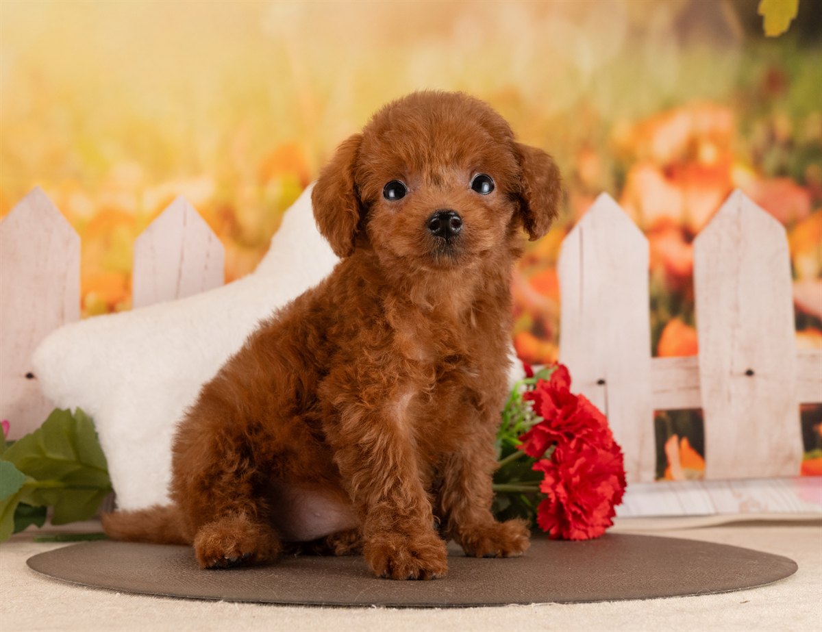 トイ・プードル | 女の子 | レッド | 2026年1月17日（ID:dog-4000772）