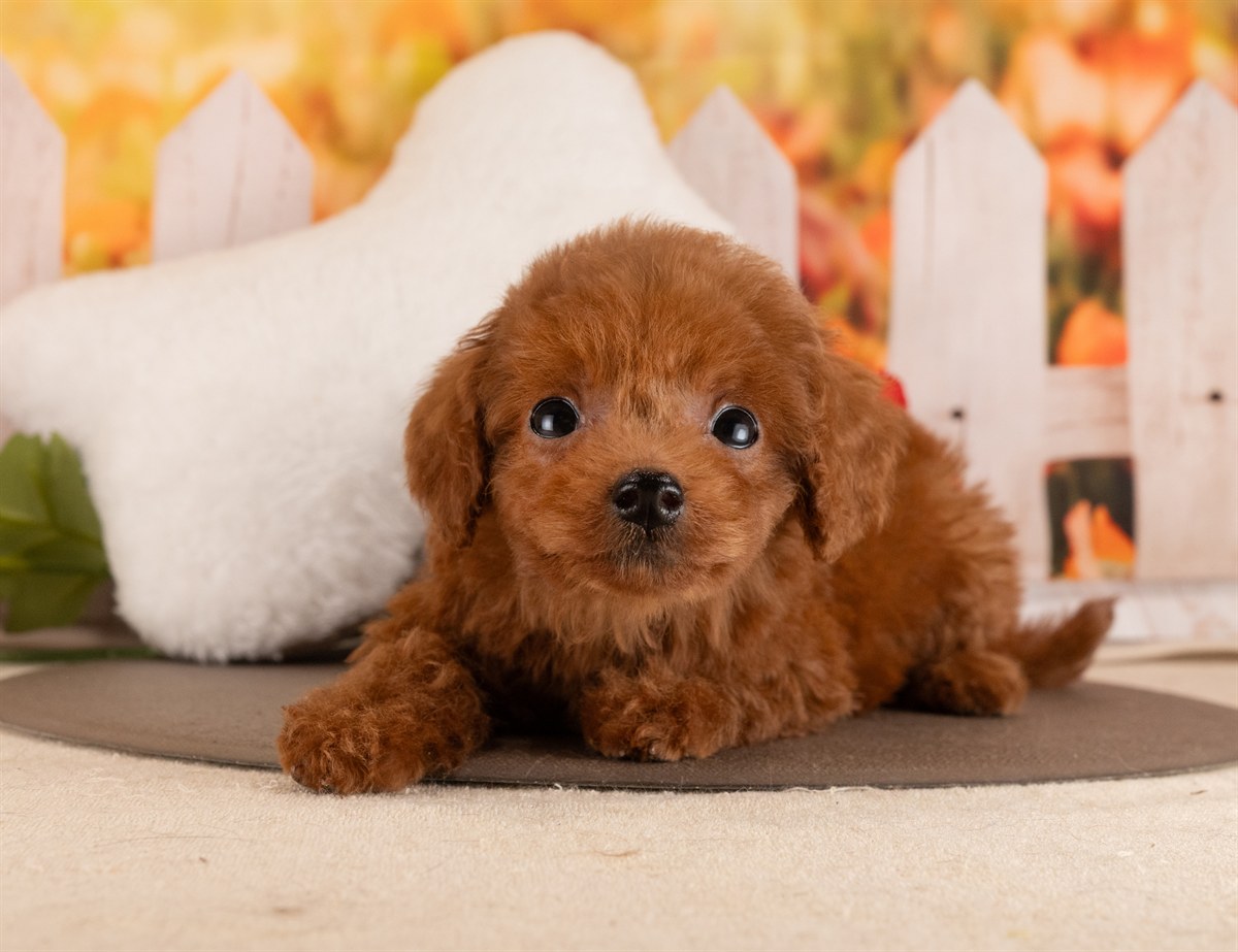 トイ・プードル | 女の子 | レッド | 2026年1月17日（ID:dog-4000772）