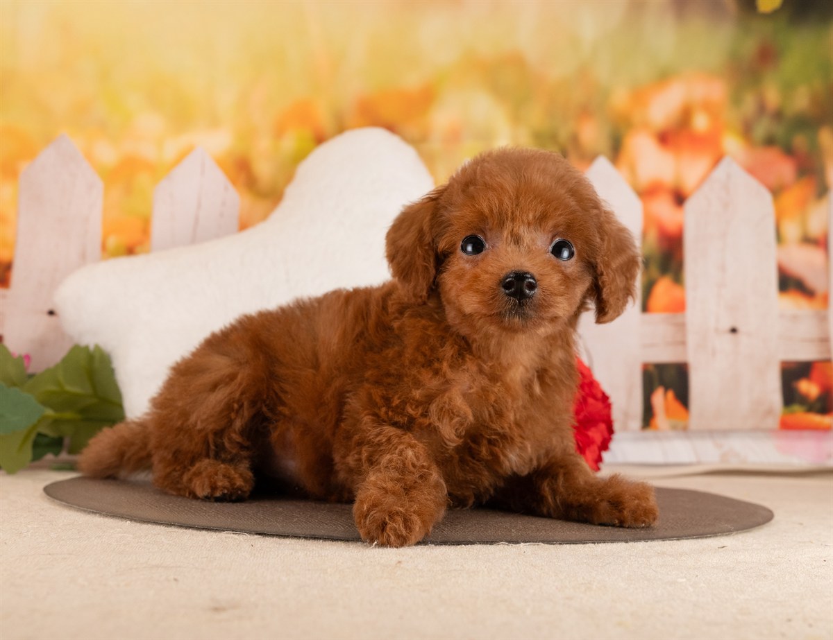 トイ・プードル | 女の子 | レッド | 2026年1月17日（ID:dog-4000772）