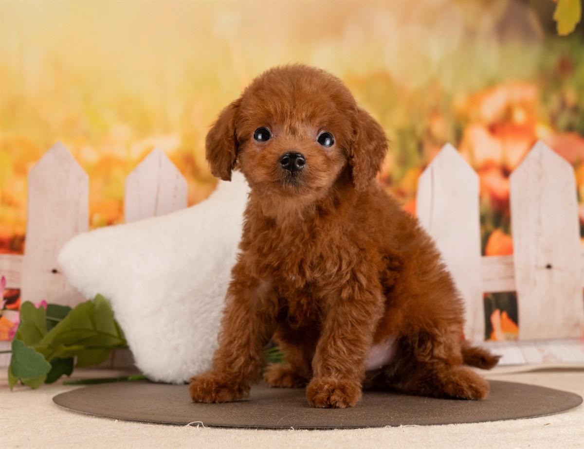 トイ・プードル | 女の子 | レッド | 2026年1月17日（ID:dog-4000772）