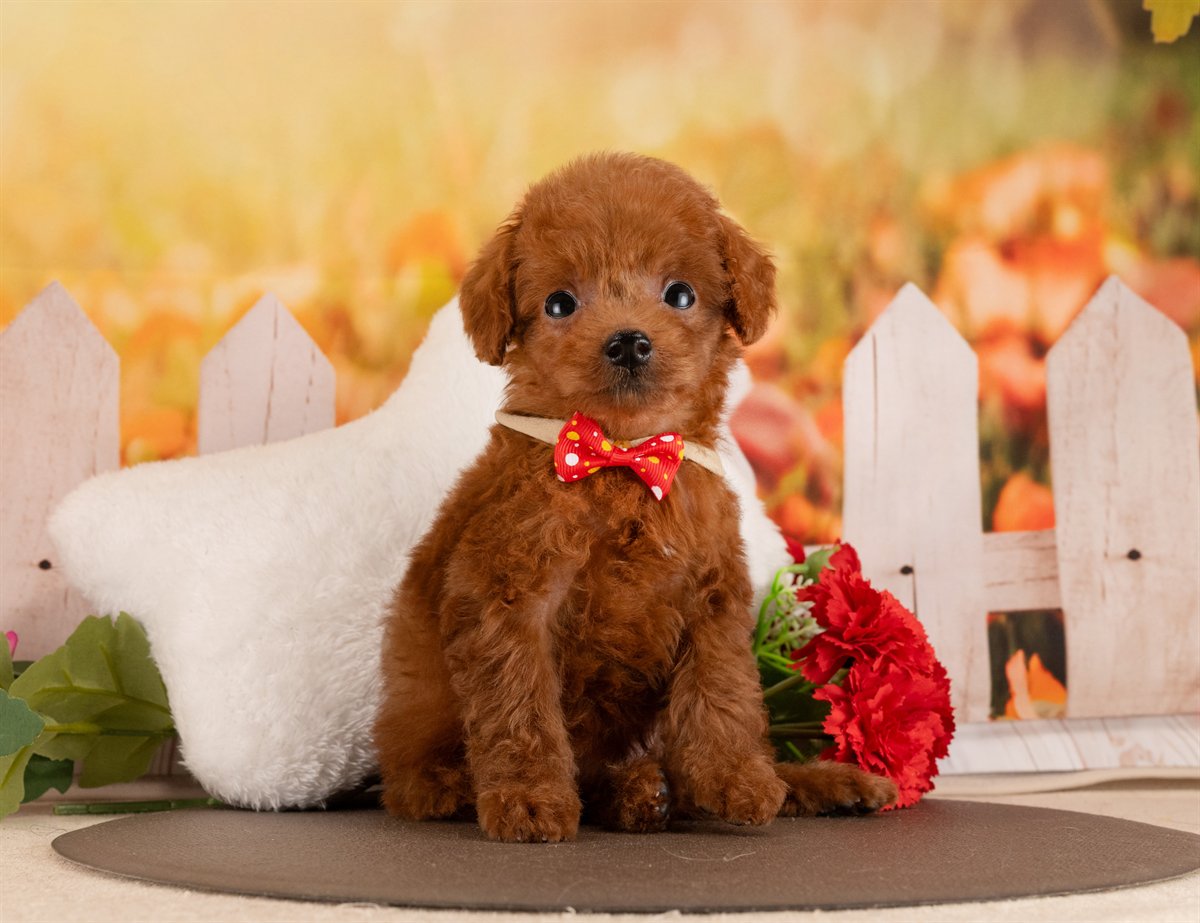 トイ・プードル | 女の子 | レッド | 2026年1月17日（ID:dog-4000772）