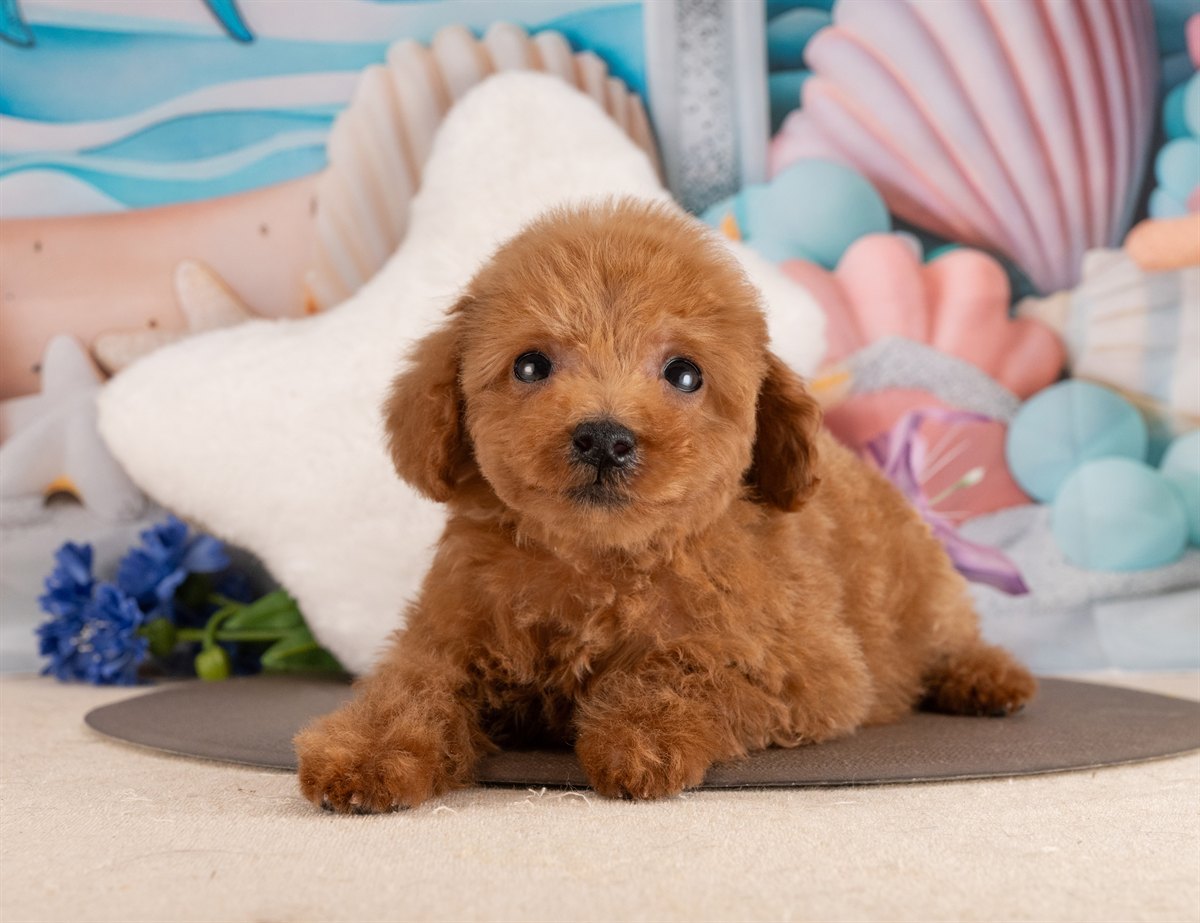 トイ・プードル | 男の子 | レッド | 2026年1月17日（ID:dog-4000774）