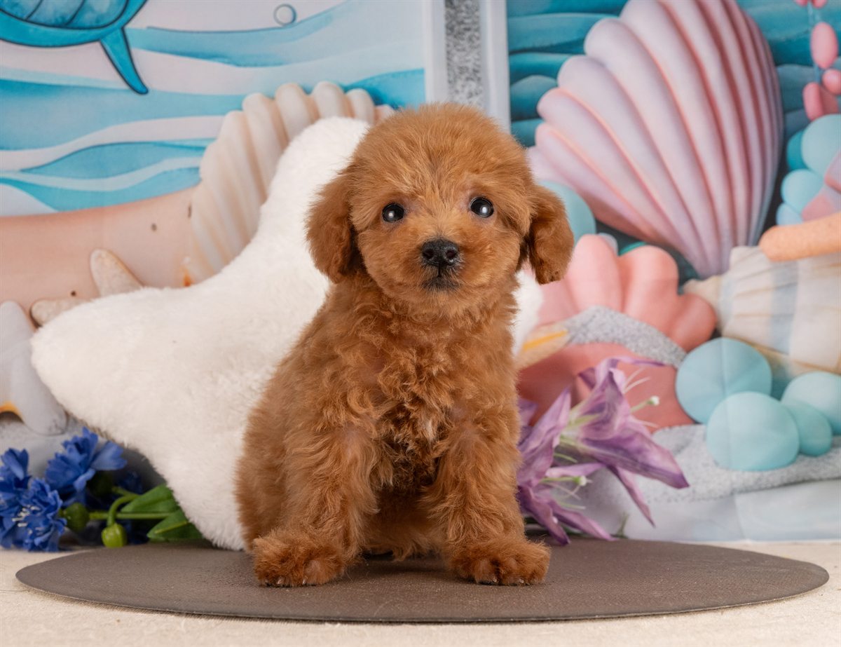 トイ・プードル | 男の子 | レッド | 2026年1月17日（ID:dog-4000774）