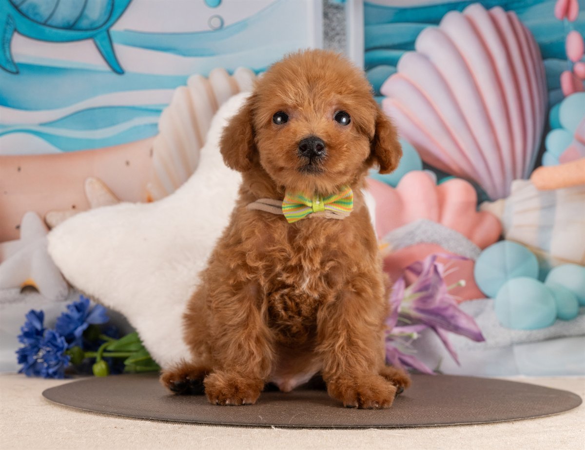 トイ・プードル | 男の子 | レッド | 2026年1月17日（ID:dog-4000774）