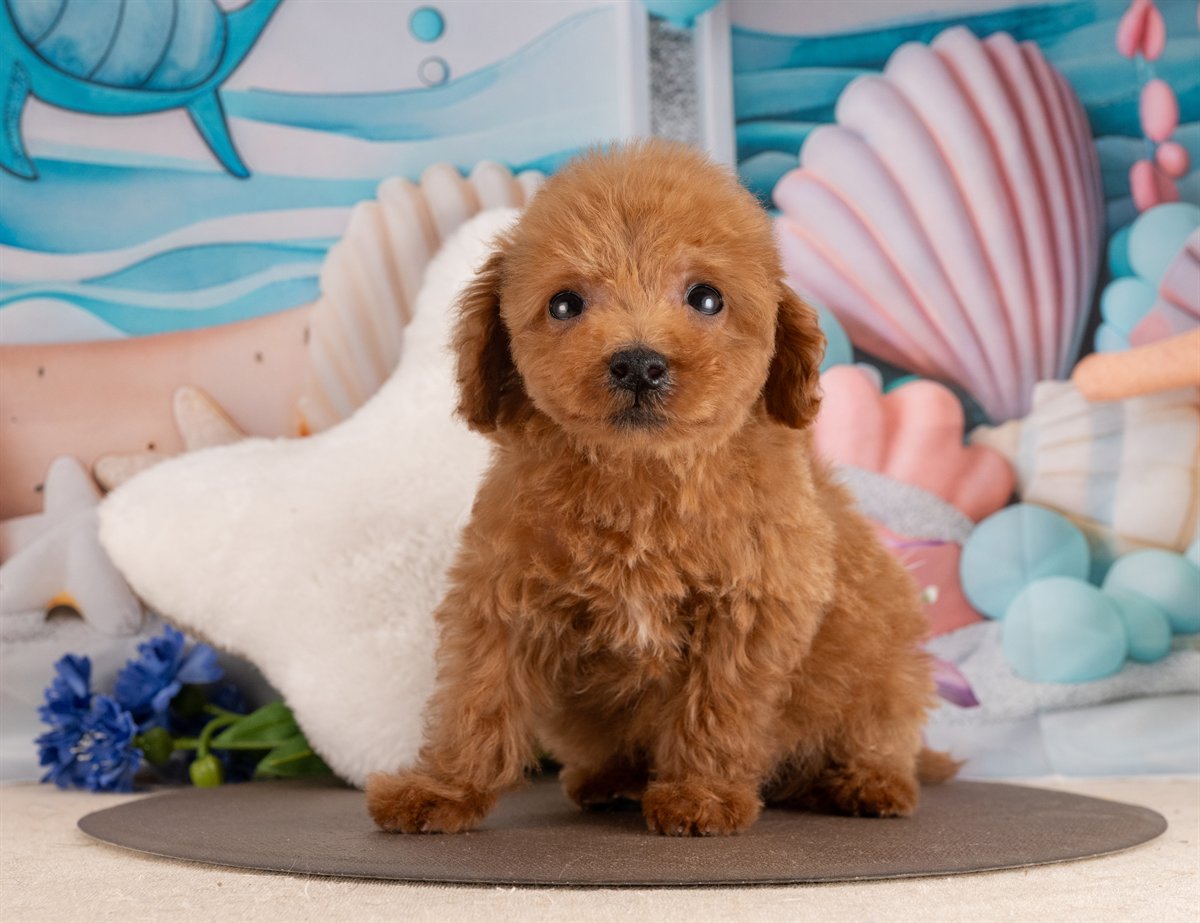 トイ・プードル | 男の子 | レッド | 2026年1月17日（ID:dog-4000774）