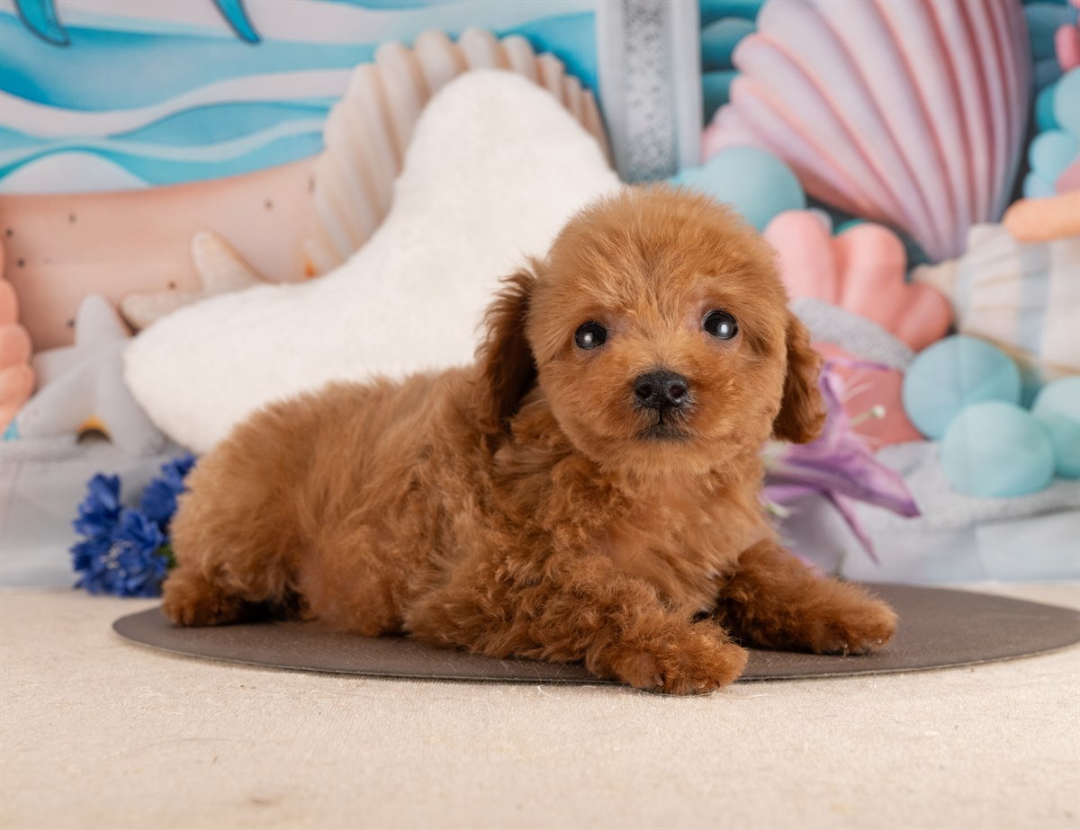 トイ・プードル | 男の子 | レッド | 2026年1月17日（ID:dog-4000774）