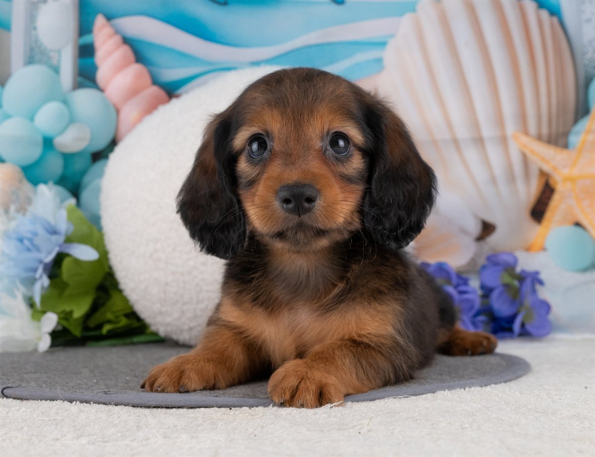 カニンヘン・ダックスフンド(ロング) | 男の子 | シェーデッドレッド | 2026年1月20日（ID:dog-4000783）