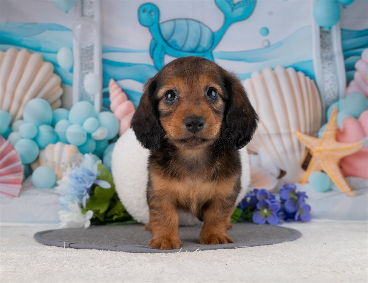 カニンヘン・ダックスフンド(ロング) | 男の子 | シェーデッドレッド | 2026年1月20日（ID:dog-4000783）