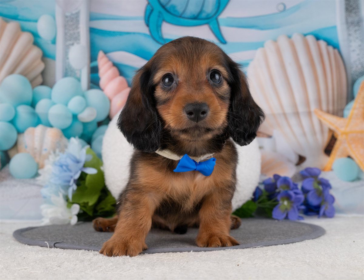 カニンヘン・ダックスフンド(ロング) | 男の子 | シェーデッドレッド | 2026年1月20日（ID:dog-4000783）