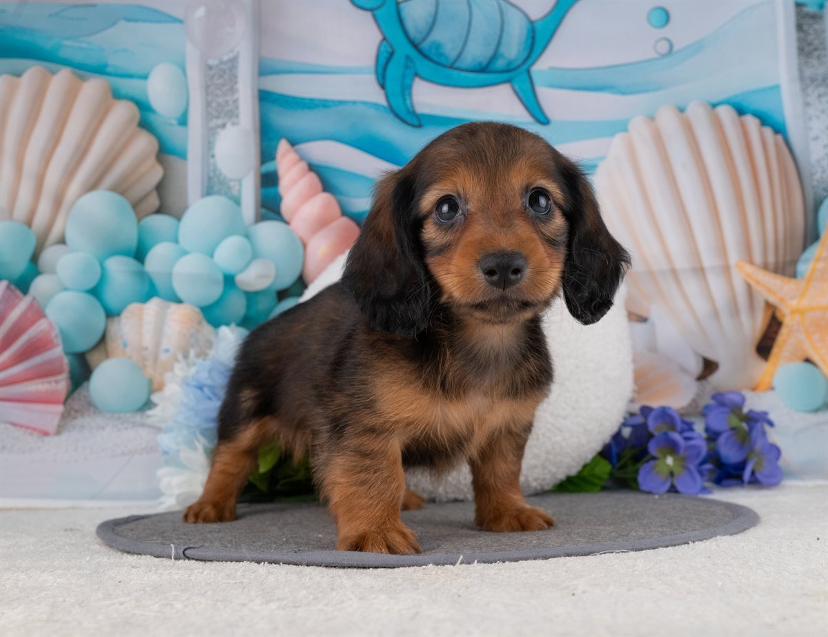 カニンヘン・ダックスフンド(ロング) | 男の子 | シェーデッドレッド | 2026年1月20日（ID:dog-4000783）