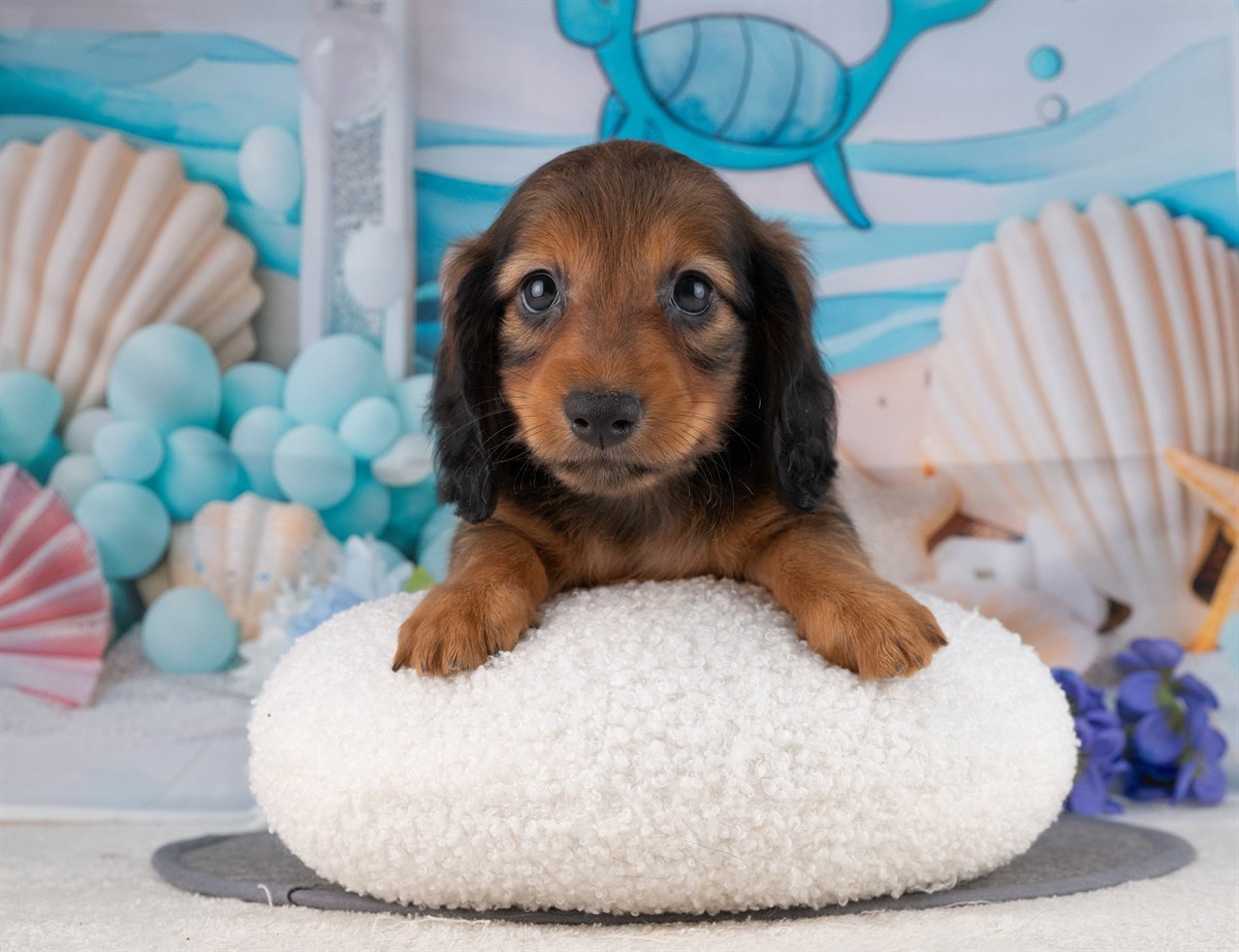 カニンヘン・ダックスフンド(ロング) | 男の子 | シェーデッドレッド | 2026年1月20日（ID:dog-4000783）