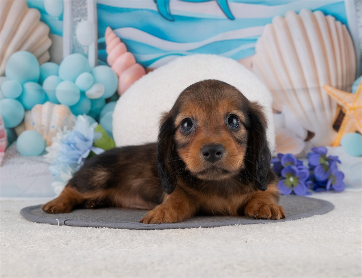 カニンヘン・ダックスフンド(ロング) | 男の子 | シェーデッドレッド | 2026年1月20日（ID:dog-4000783）