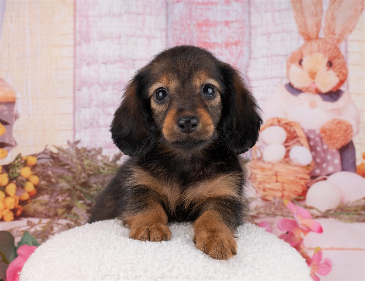 カニンヘン・ダックスフンド(ロング) | 女の子 | シェーデッドレッド | 2026年1月20日（ID:dog-4000785）