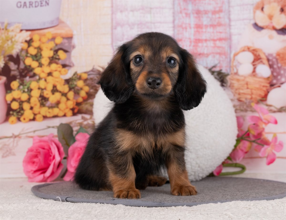 カニンヘン・ダックスフンド(ロング) | 女の子 | シェーデッドレッド | 2026年1月20日（ID:dog-4000785）