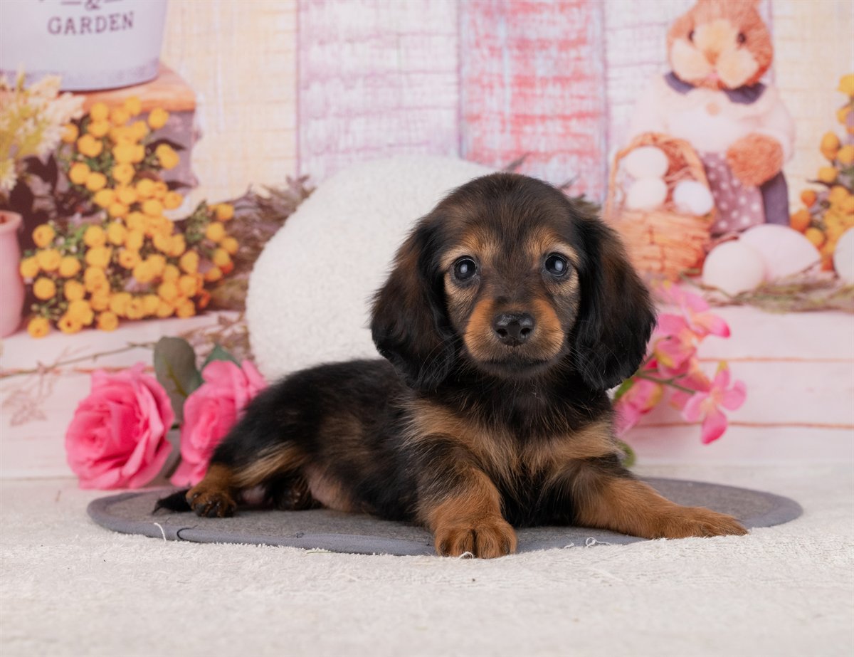 カニンヘン・ダックスフンド(ロング) | 女の子 | シェーデッドレッド | 2026年1月20日（ID:dog-4000785）