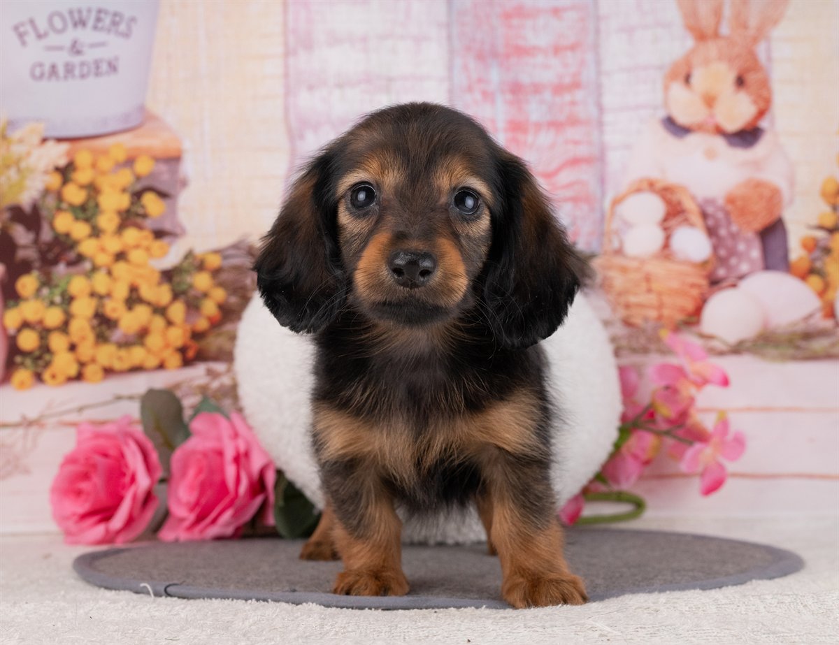 カニンヘン・ダックスフンド(ロング) | 女の子 | シェーデッドレッド | 2026年1月20日（ID:dog-4000785）