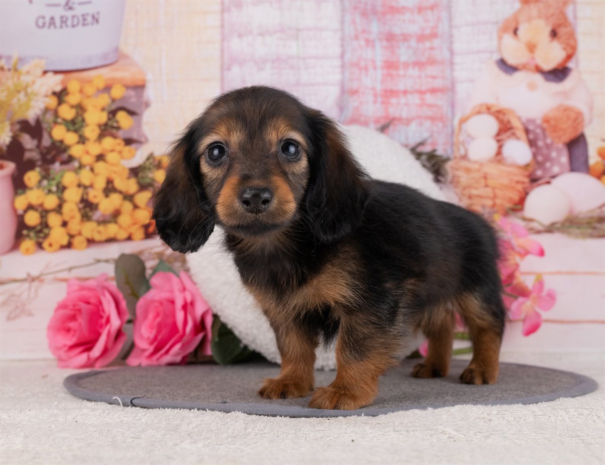 カニンヘン・ダックスフンド(ロング) | 女の子 | シェーデッドレッド | 2026年1月20日（ID:dog-4000785）