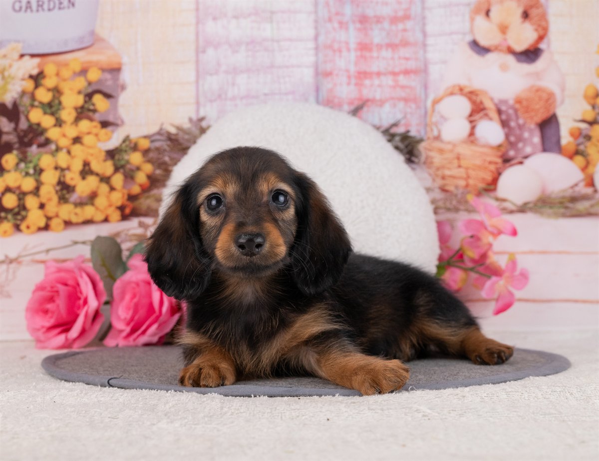 カニンヘン・ダックスフンド(ロング) | 女の子 | シェーデッドレッド | 2026年1月20日（ID:dog-4000785）