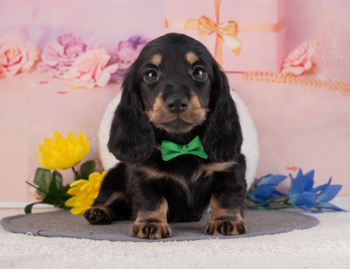 ミニチュア・ダックスフンド(ロング) | 男の子 | ブラック＆タン | 2026年1月20日（ID:dog-4000796）