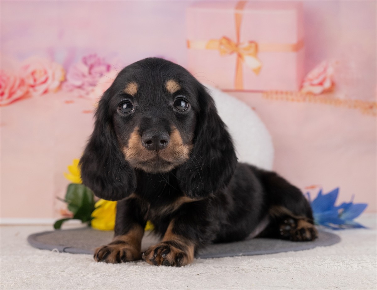 ミニチュア・ダックスフンド(ロング) | 男の子 | ブラック＆タン | 2026年1月20日（ID:dog-4000796）