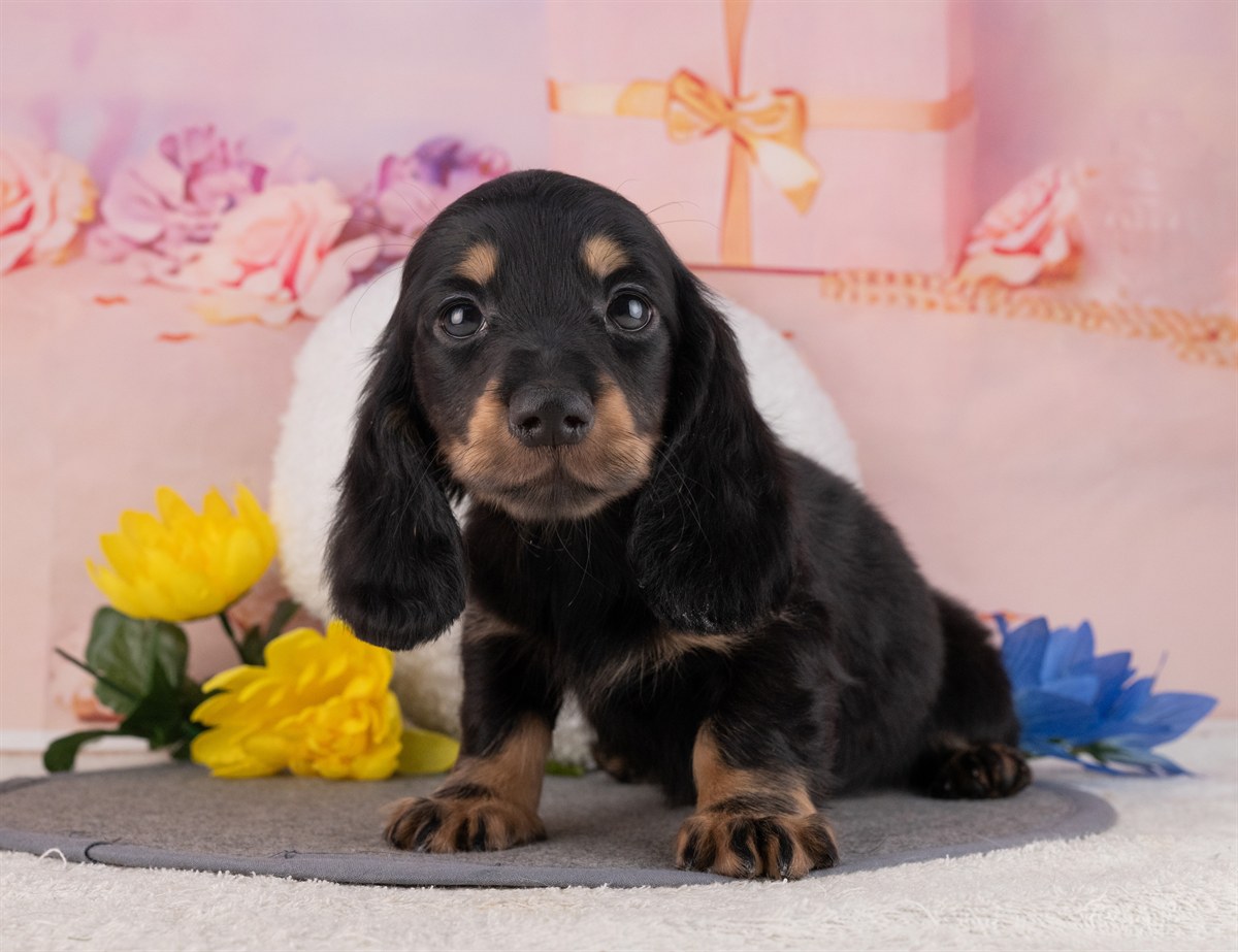 ミニチュア・ダックスフンド(ロング) | 男の子 | ブラック＆タン | 2026年1月20日（ID:dog-4000796）