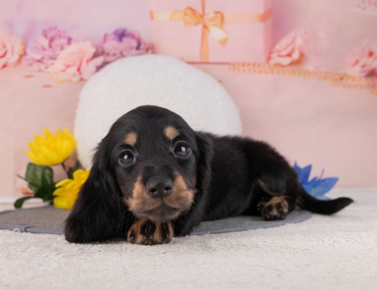 ミニチュア・ダックスフンド(ロング) | 男の子 | ブラック＆タン | 2026年1月20日（ID:dog-4000796）