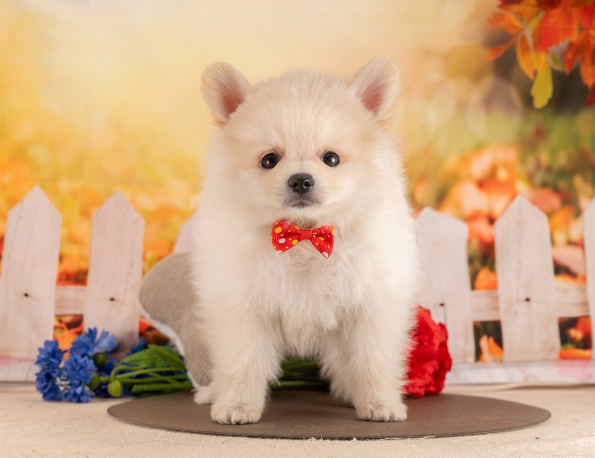 ポメラニアン | 男の子 | クリーム | 2026年1月26日（ID:dog-4000824）