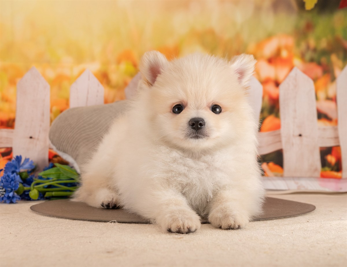 ポメラニアン | 男の子 | クリーム | 2026年1月26日（ID:dog-4000824）
