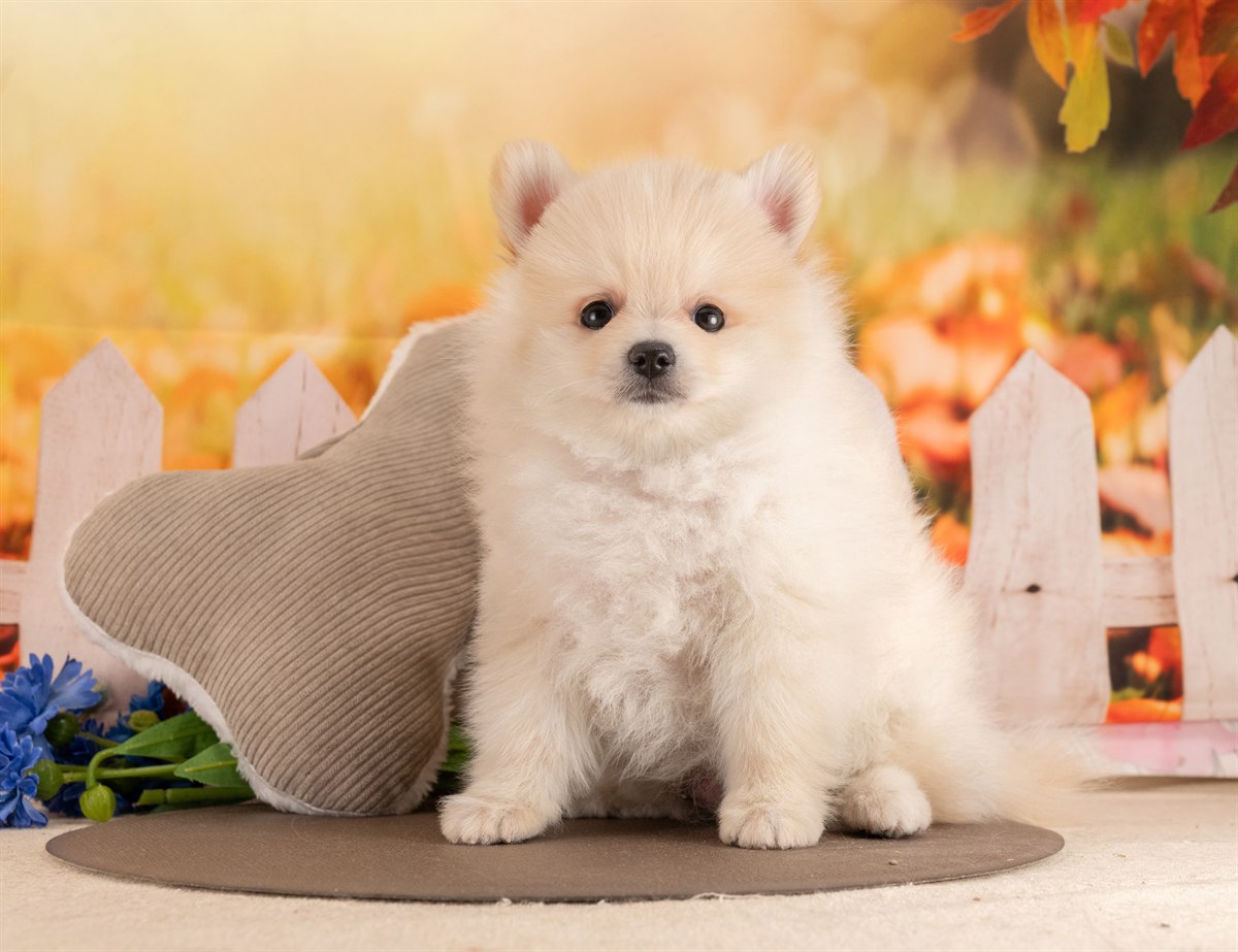 ポメラニアン | 男の子 | クリーム | 2026年1月26日（ID:dog-4000824）