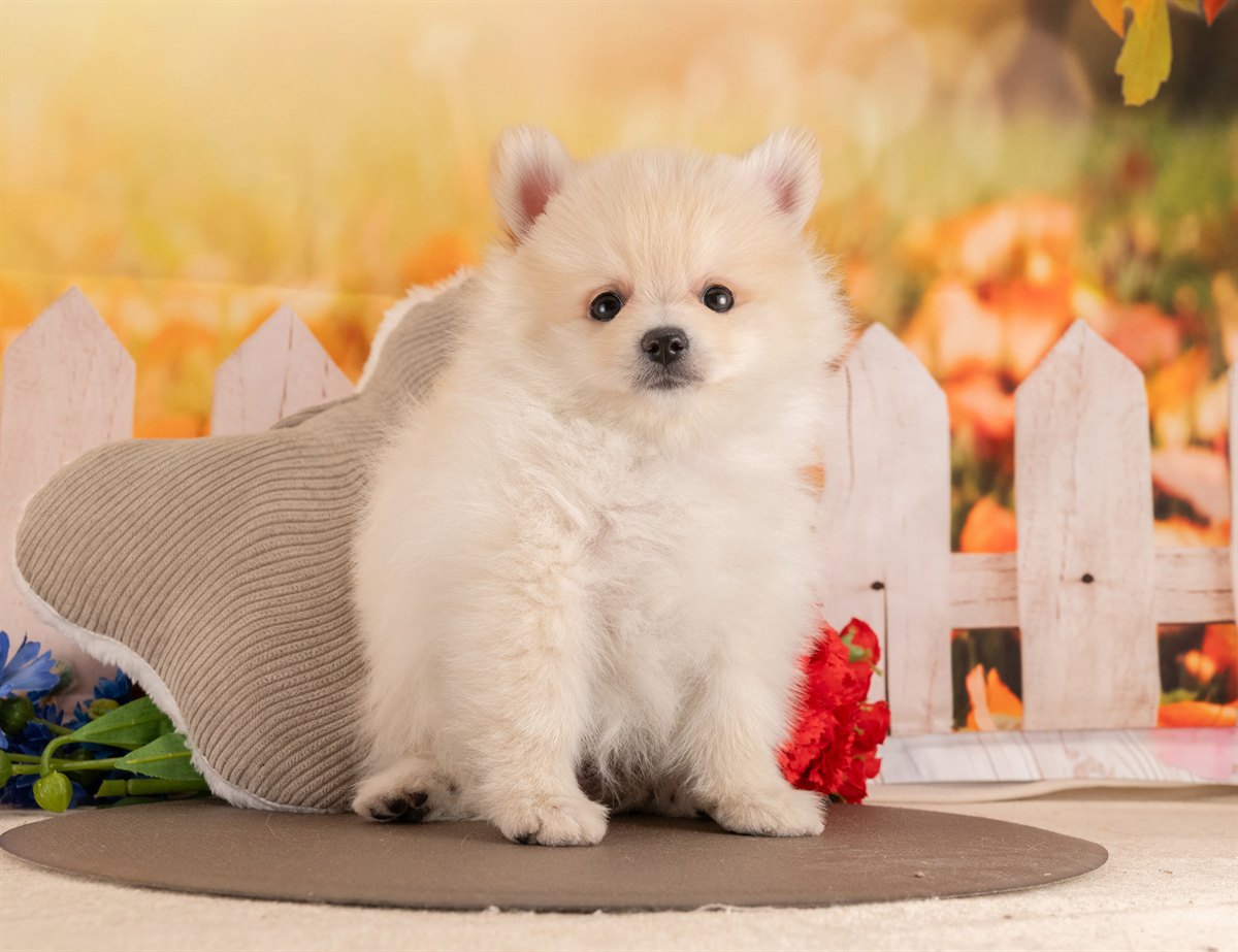 ポメラニアン | 男の子 | クリーム | 2026年1月26日（ID:dog-4000824）