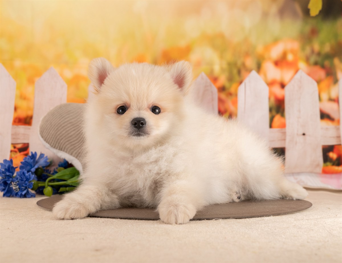 ポメラニアン | 男の子 | クリーム | 2026年1月26日（ID:dog-4000824）