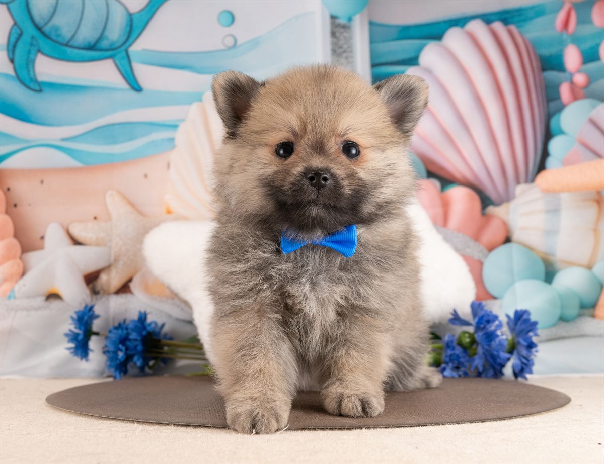 ポメラニアン | 男の子 | ウルフセーブル | 2026年1月28日（ID:dog-4000829）