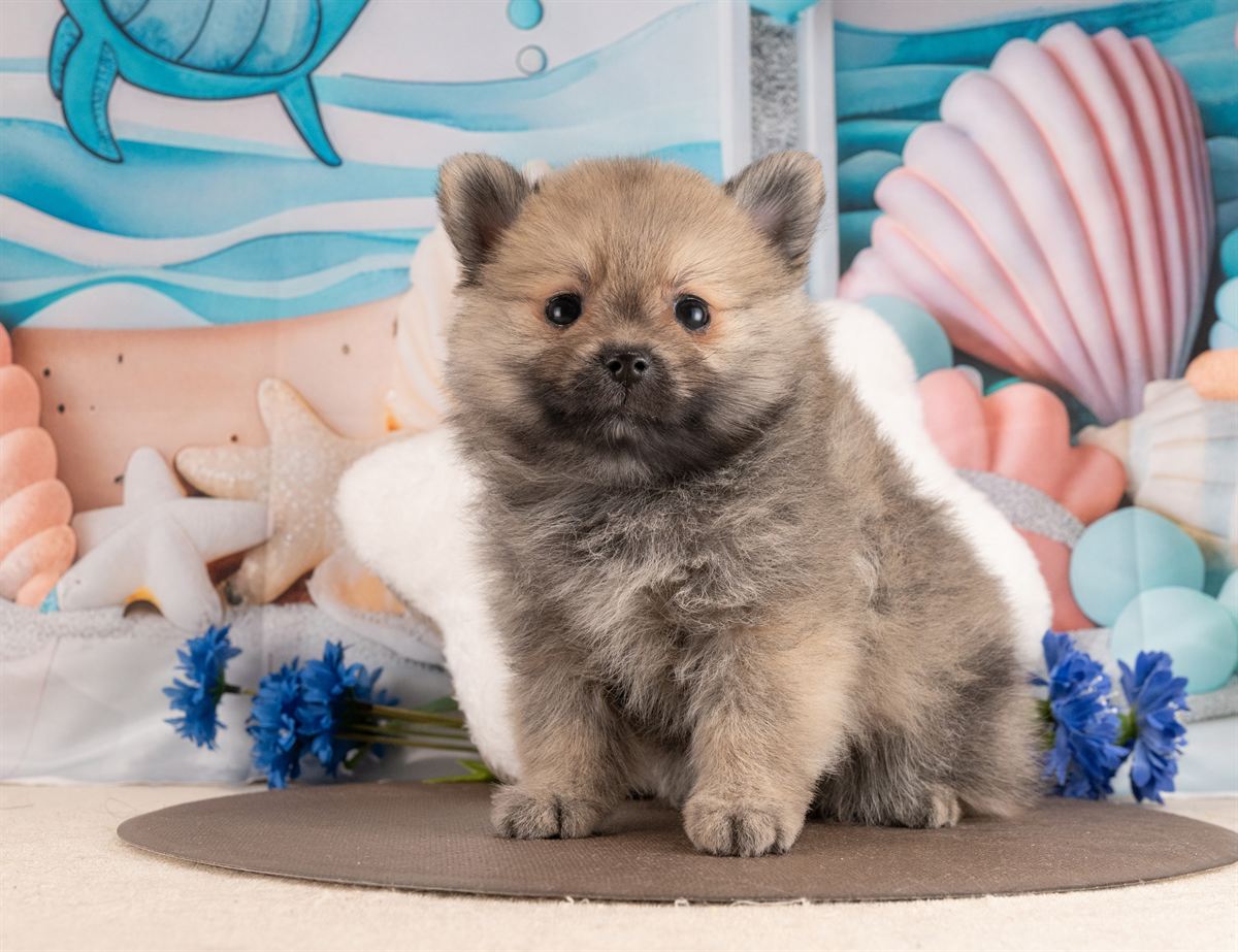 ポメラニアン | 男の子 | ウルフセーブル | 2026年1月28日（ID:dog-4000829）