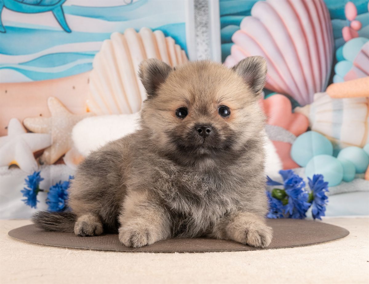 ポメラニアン | 男の子 | ウルフセーブル | 2026年1月28日（ID:dog-4000829）