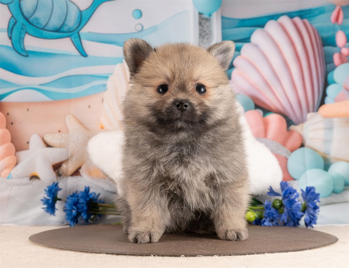 ポメラニアン | 男の子 | ウルフセーブル | 2026年1月28日（ID:dog-4000829）