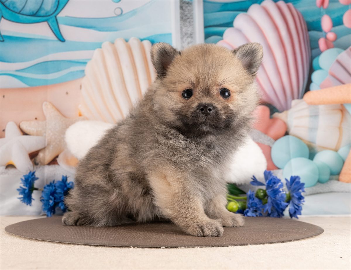 ポメラニアン | 男の子 | ウルフセーブル | 2026年1月28日（ID:dog-4000829）