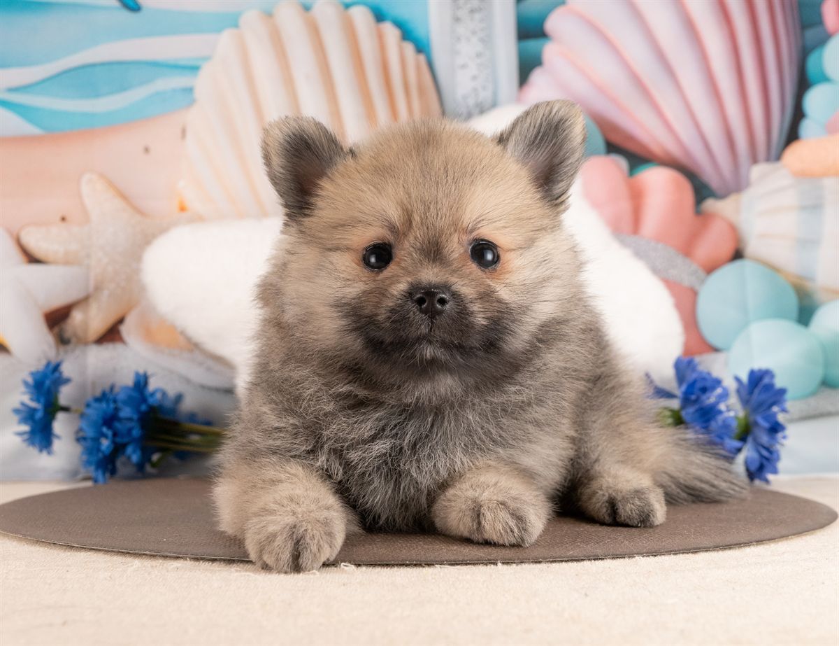 ポメラニアン | 男の子 | ウルフセーブル | 2026年1月28日（ID:dog-4000829）