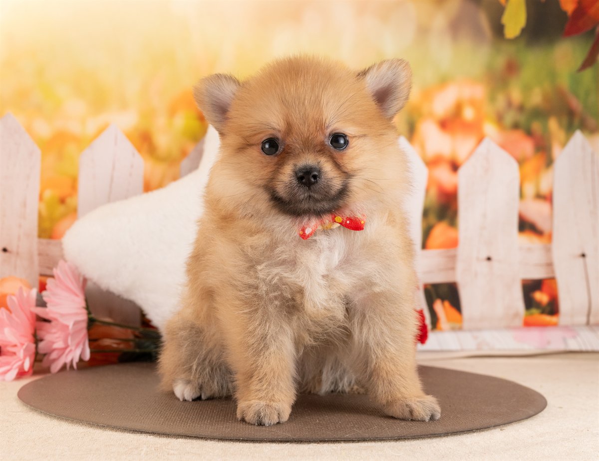 ポメラニアン | 女の子 | オレンジ | 2026年1月28日（ID:dog-4000830）