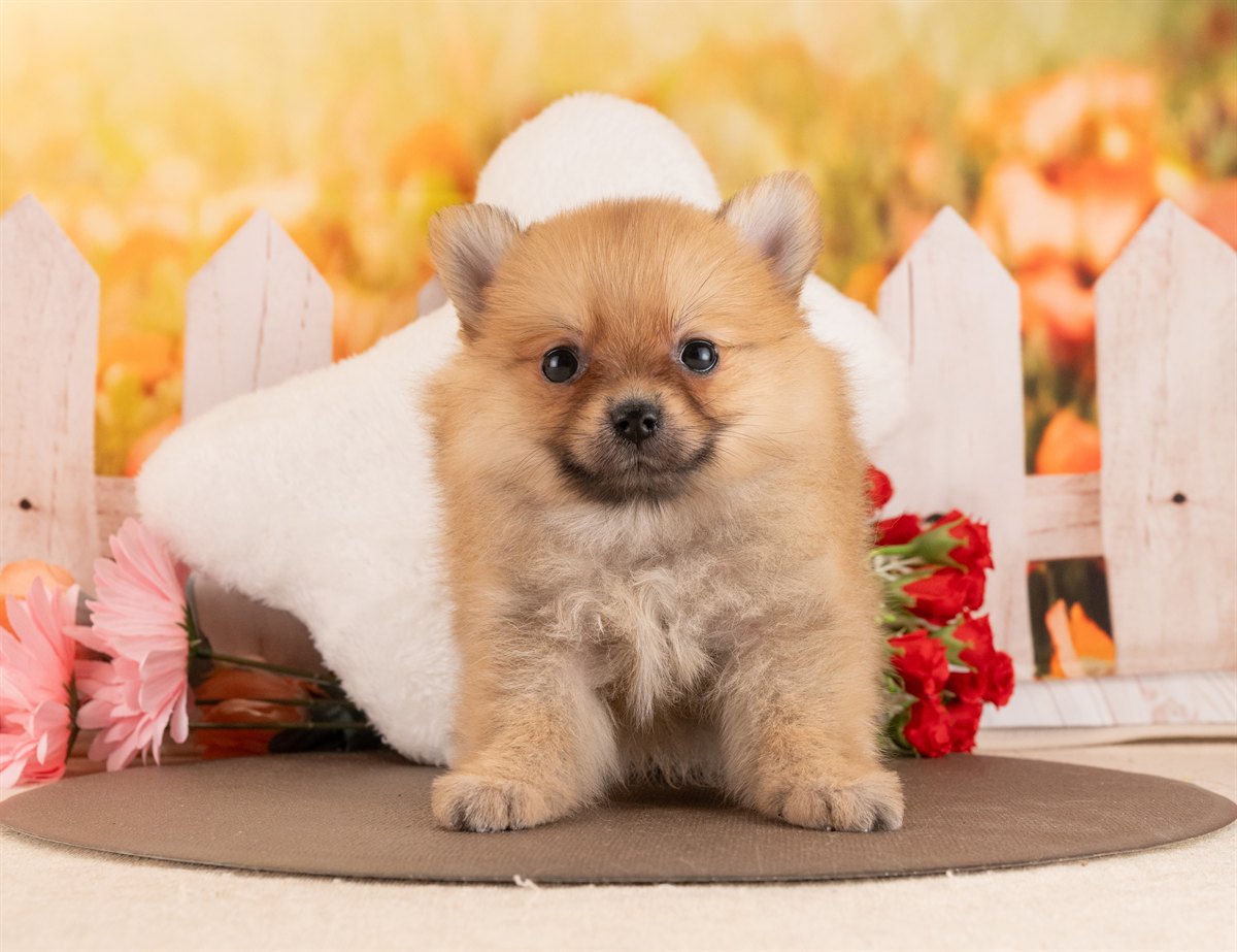 ポメラニアン | 女の子 | オレンジ | 2026年1月28日（ID:dog-4000830）