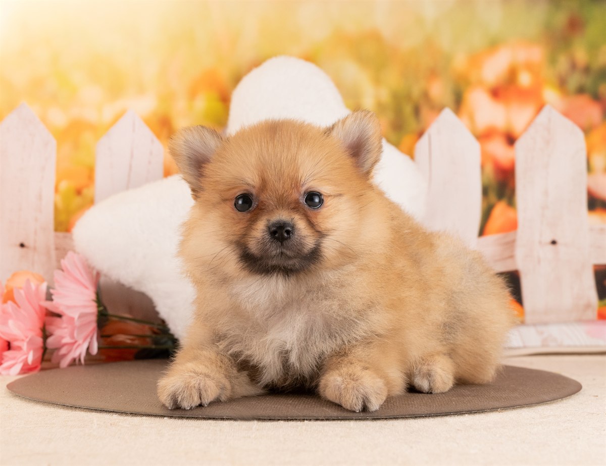 ポメラニアン | 女の子 | オレンジ | 2026年1月28日（ID:dog-4000830）