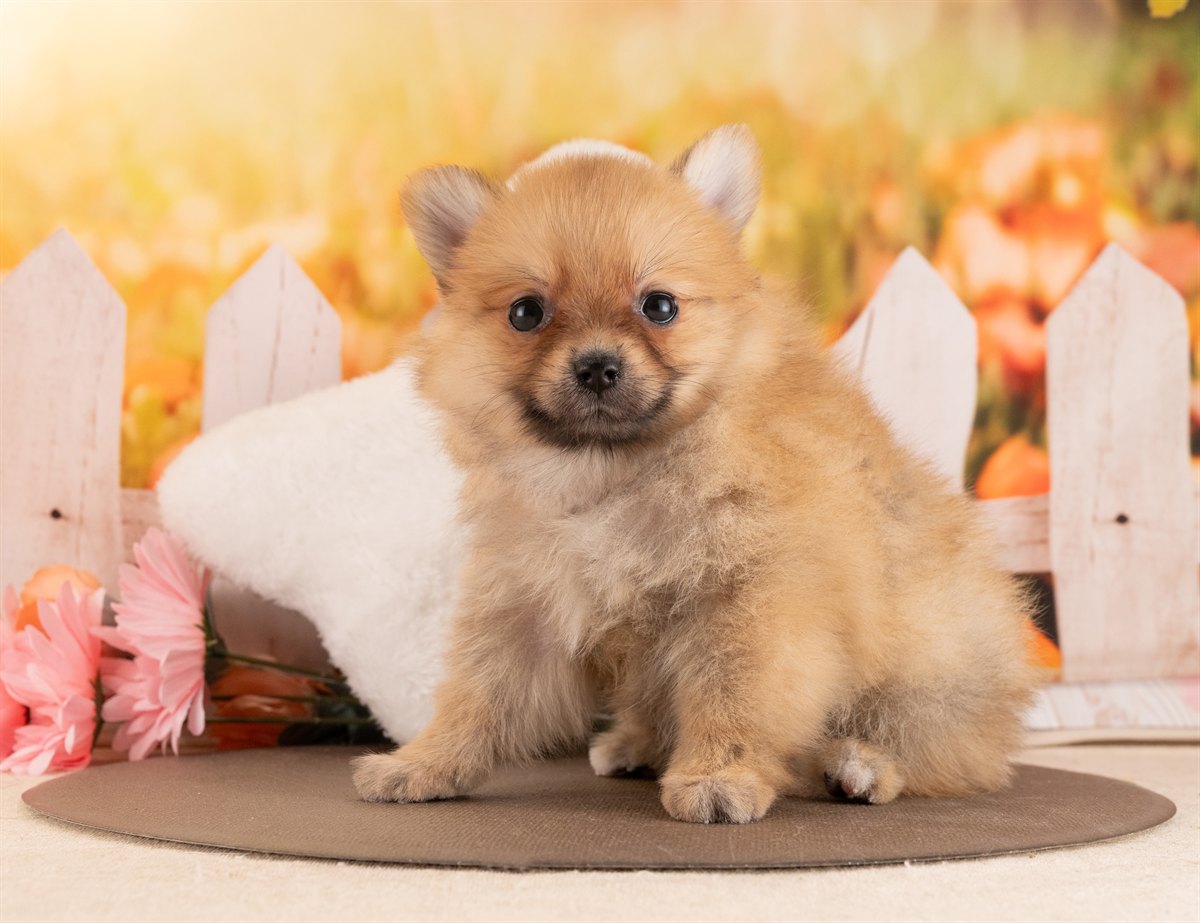 ポメラニアン | 女の子 | オレンジ | 2026年1月28日（ID:dog-4000830）