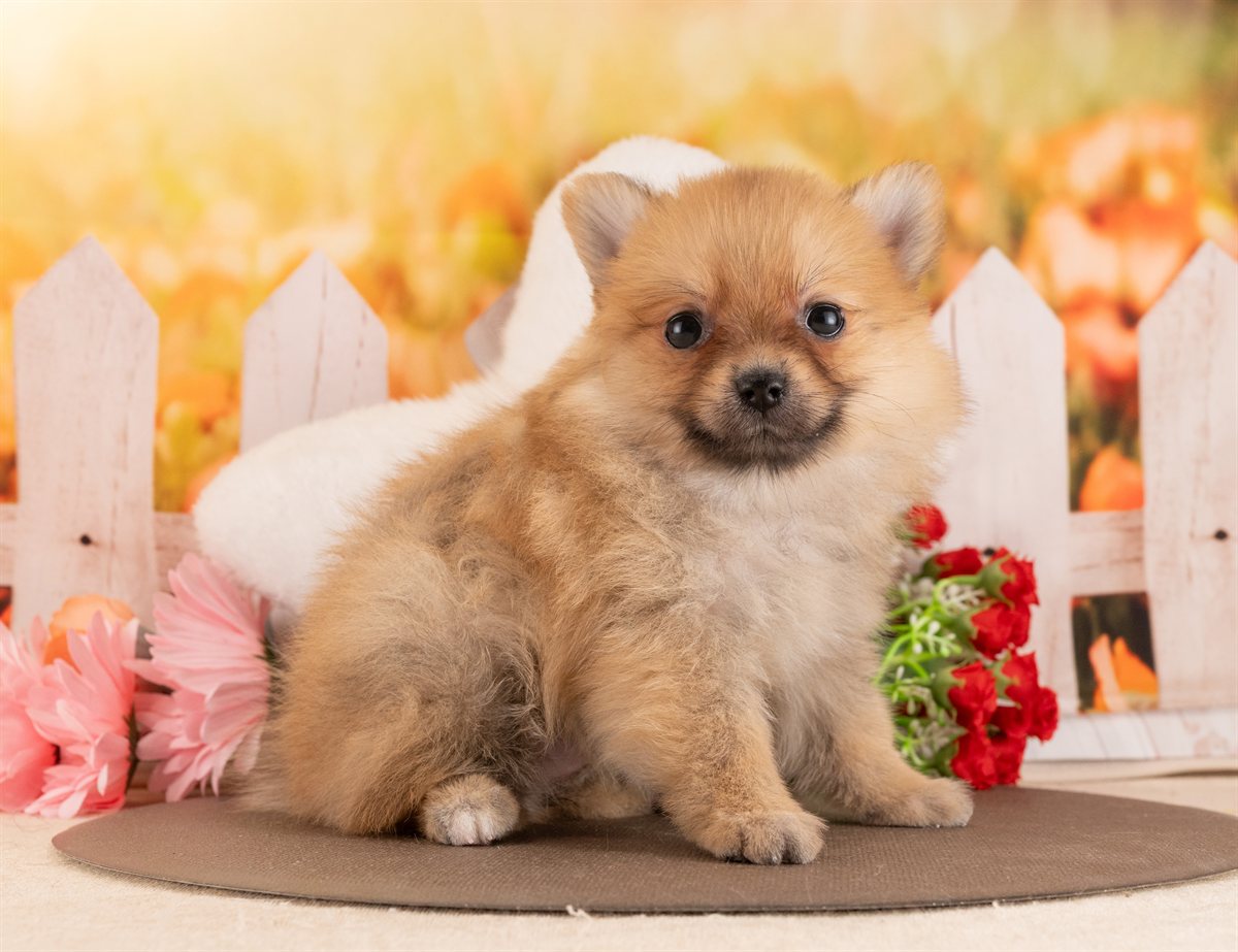 ポメラニアン | 女の子 | オレンジ | 2026年1月28日（ID:dog-4000830）