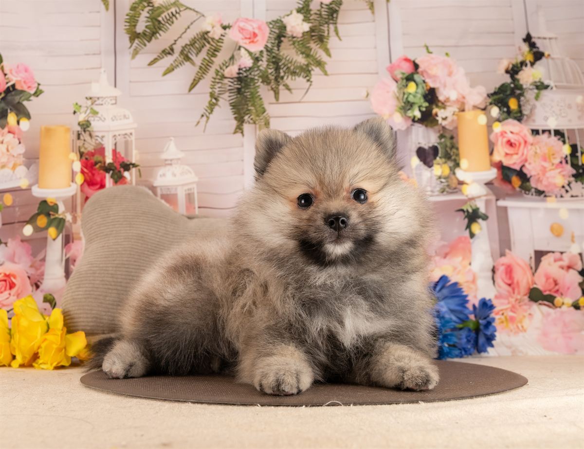 ポメラニアン | 男の子 | ウルフセーブル | 2026年1月28日（ID:dog-4000831）