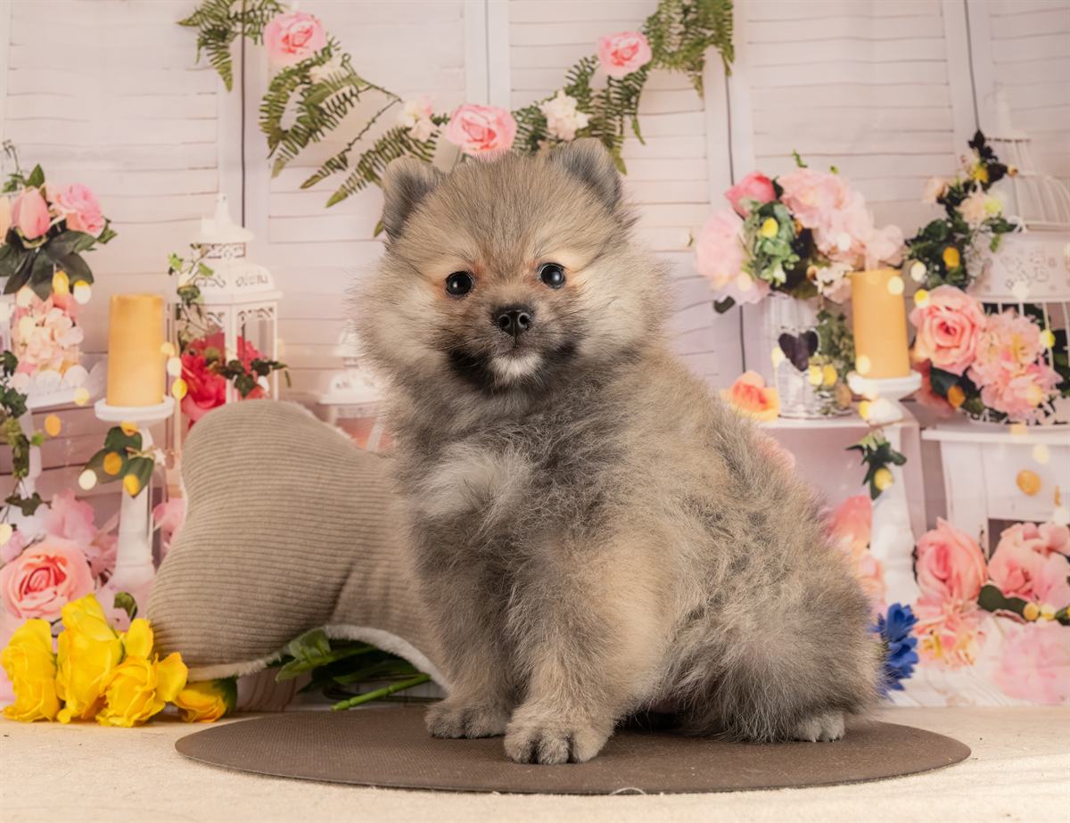 ポメラニアン | 男の子 | ウルフセーブル | 2026年1月28日（ID:dog-4000831）