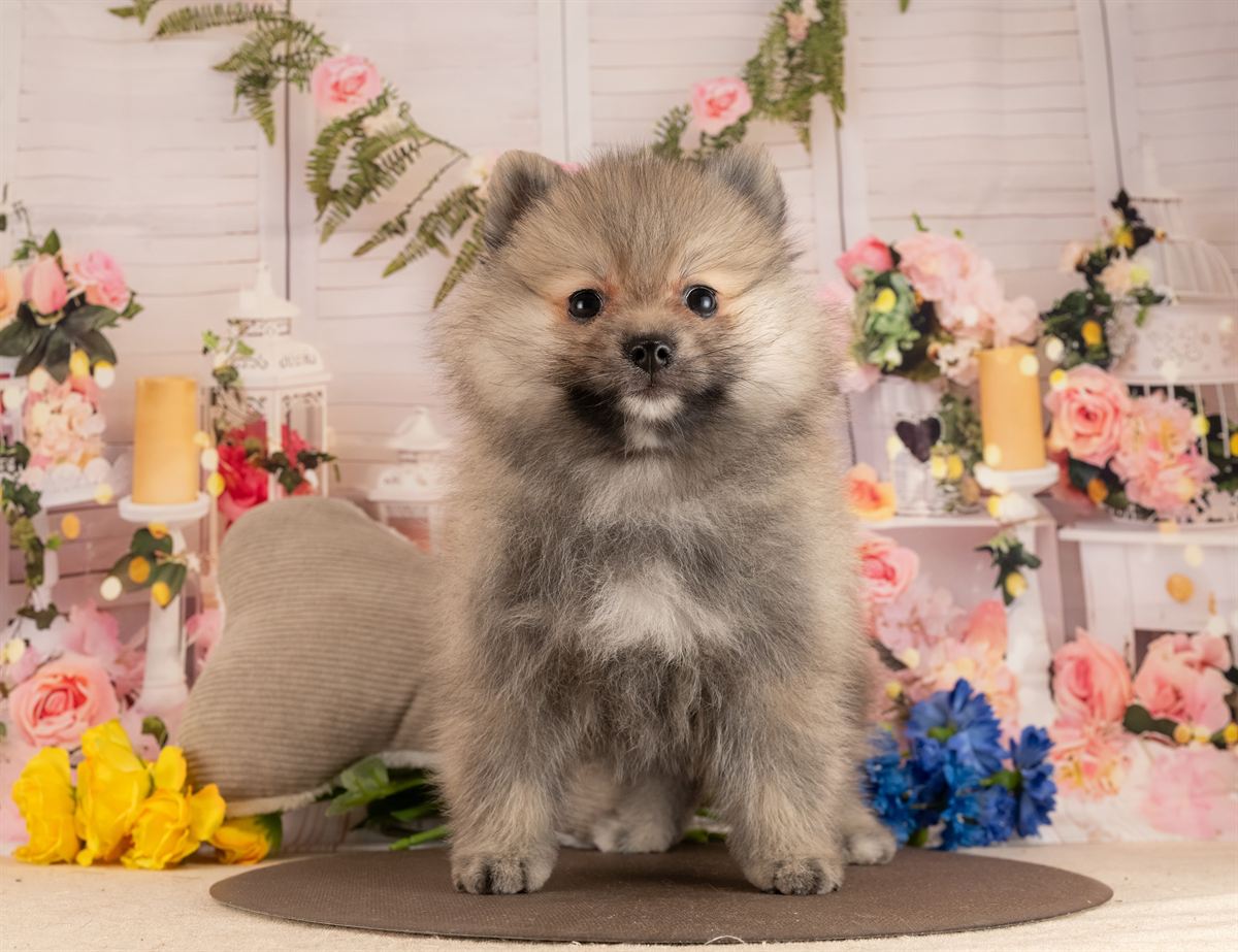 ポメラニアン | 男の子 | ウルフセーブル | 2026年1月28日（ID:dog-4000831）