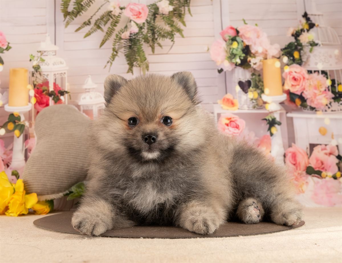 ポメラニアン | 男の子 | ウルフセーブル | 2026年1月28日（ID:dog-4000831）