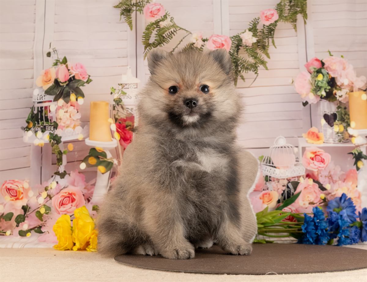 ポメラニアン | 男の子 | ウルフセーブル | 2026年1月28日（ID:dog-4000831）