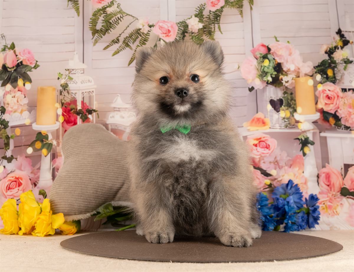 ポメラニアン | 男の子 | ウルフセーブル | 2026年1月28日（ID:dog-4000831）